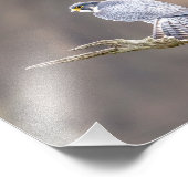 10x8ペレグリン《鳥》ハヤブサアットザパリザーズインターステート フォトプリント            (角)