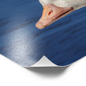 10x8ホワイトカナダガチョウ フォトプリント (角)