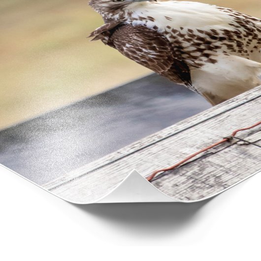 10x8ポートレートの未熟な赤尾タカ フォトプリント (角)