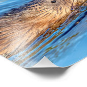 10x8マスクラットアットヴァーサールファームエコロジカル保存 フォトプリント            (角)