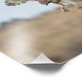 10x8未熟な赤尾ホバリング フォトプリント            (角)