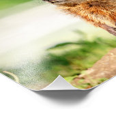 10x8若いGroundhog フォトプリント (角)