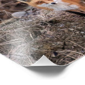 10x8赤いキツネアップとパーソナル フォトプリント (角)