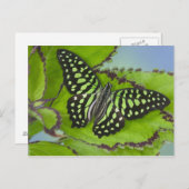 11の蝶のSammamishワシントン州の写真 ポストカード (正面/裏面)