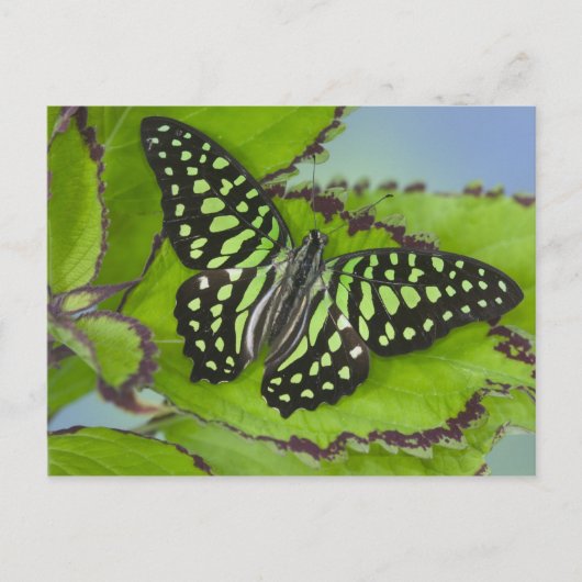 11の蝶のSammamishワシントン州の写真 ポストカード (正面)