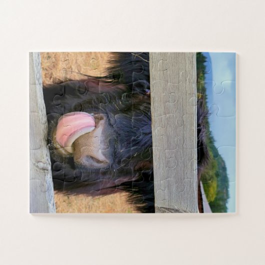 11インチx14インチパズル30 pc簡単 ||スコティッシュハイランド牛 ジグソーパズル (横)