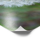 11インチx 14インチ美しいタンポポ フォトプリント            (角)