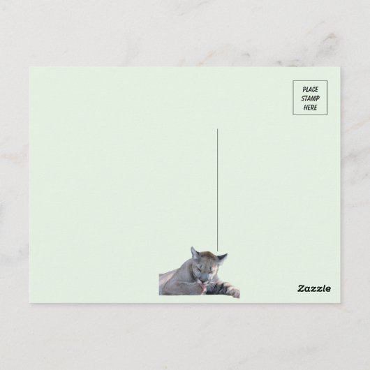 11ヶ月の古いクーガーのカッブポストカードの写真 ポストカード (裏面)