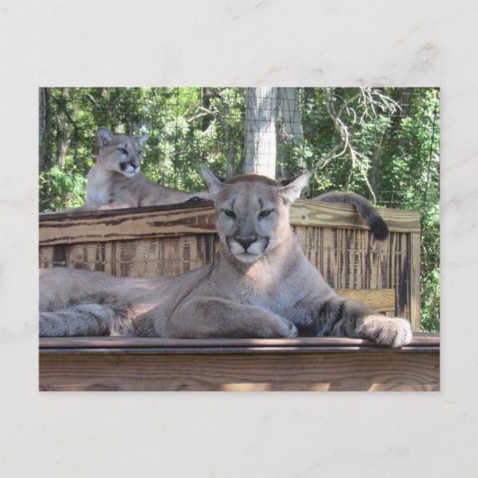 11ヶ月の古いクーガーのカッブポストカードの写真 ポストカード (正面)