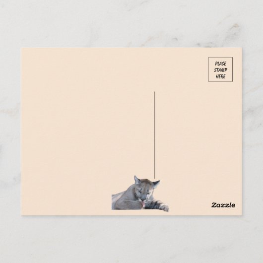 11ヶ月の古いクーガーのキューバピックの写真 ポストカード (裏面)