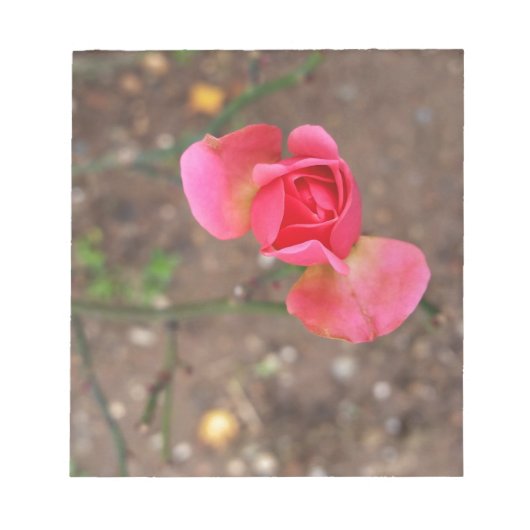 11月のバラ ノートパッド (正面)