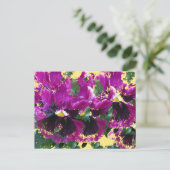 11月のパンジー ポストカード (スタンド正面)