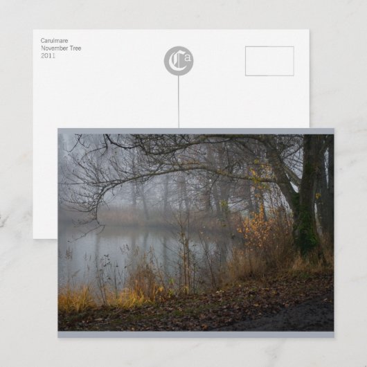 11月ツリーCC0310 ポストカード (正面/裏面)