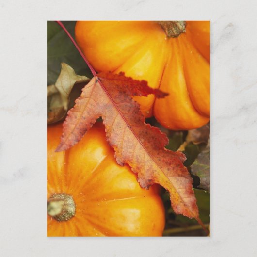 11月デザイン ポストカード (正面)