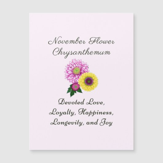 11月誕生月花菊 (正面)