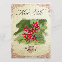 11月5日"Pentas "の誕生日の花