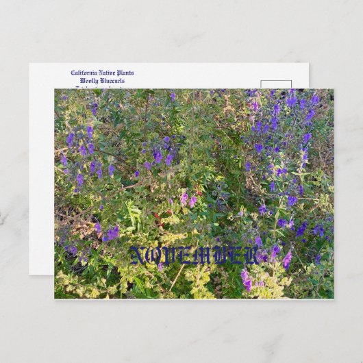 11月 ポストカード (正面/裏面)