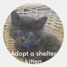112907 petfinder 028, Adopt a shelter kitten
