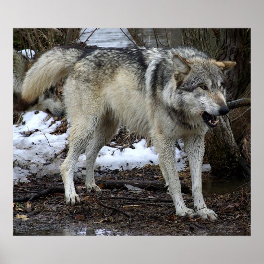 115.大きな悪いオオカミ ポスター (正面)