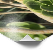 11"x14"アエオニウム フォトプリント            (角)