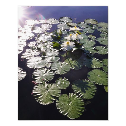 11"x14" スイレンの写真 フォトプリント            (正面)