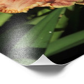 11"x14"デイリリー フォトプリント            (角)