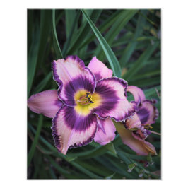 11"x14"デイリリー フォトプリント           