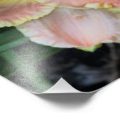 11"x14"デイリリー フォトプリント            (角)