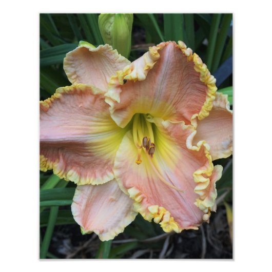 11"x14"デイリリー フォトプリント            (正面)