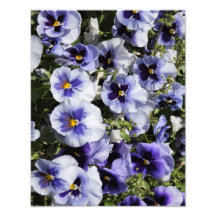 11"x14"パープルパンジー