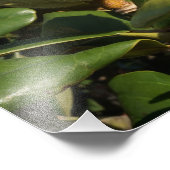 11"x14"マグノリア種子ポッド フォトプリント            (角)