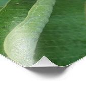 11"x14"ミルクウィード フォトプリント            (角)