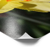 11"x14"水仙 フォトプリント            (角)