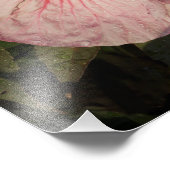 11"x14" Hardy Hibiscus フォトプリント (角)