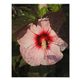 11"x14" Hardy Hibiscus フォトプリント
