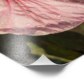 11"x14" Hardy Hibiscus フォトプリント (角)