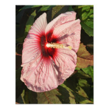 11"x14" Hardy Hibiscus