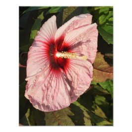 11"x14" Hardy Hibiscus フォトプリント
