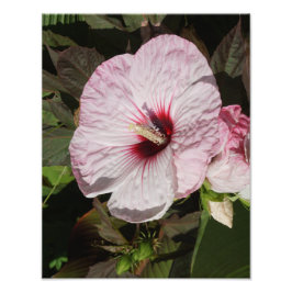 11"x14" Hardy Hibiscus フォトプリント