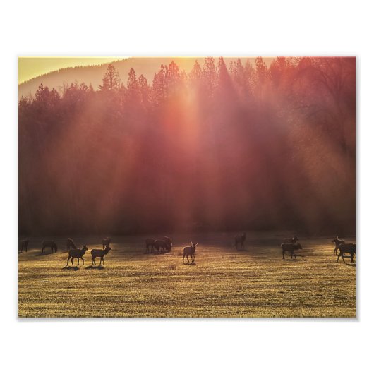 11"x8.5"フォトプリント || Red Dawn Elk フォトプリント (正面)