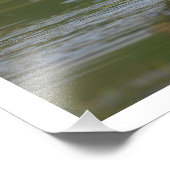 11 x 14黒髭の口笛アヒル フォトプリント            (角)