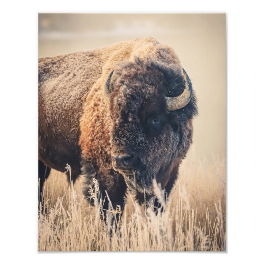 11 x 14 Print - Frosty Morning フォトプリント (正面)