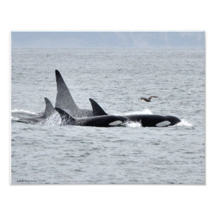 11X14オルカクジラ – カモメとユニゾン4つ フォトプリント