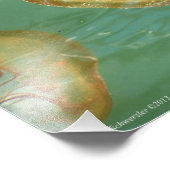 11X14シーネットルクラゲ フォトプリント            (角)