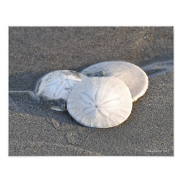 11X14砂ドルのトリオ フォトプリント           