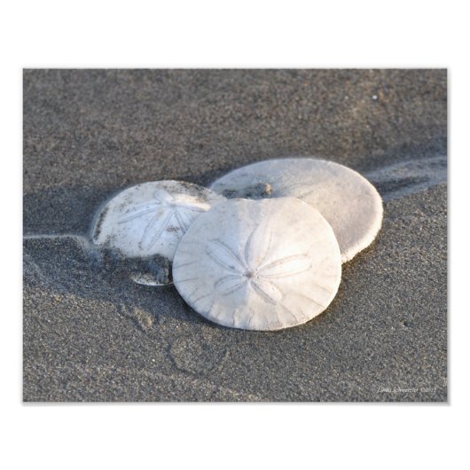 11X14砂ドルのトリオ フォトプリント            (正面)