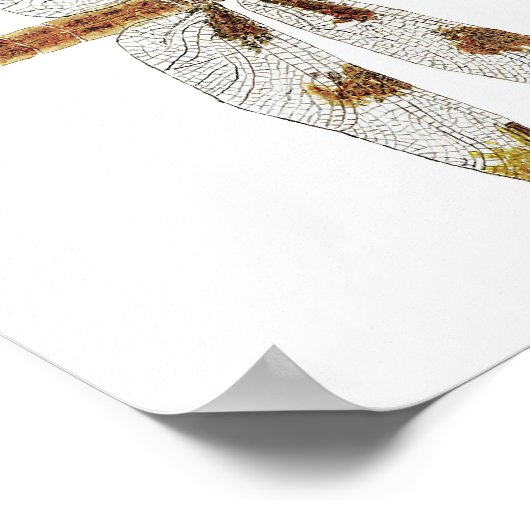 12の斑点のあるスキマーのトンボの合わせペア ポスター (角)