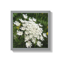 12インチx 12インチホワイトクイーンアンのレース写真