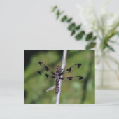 12スポッテッドスキマードラゴンフライ葉書 ポストカード (スタンド正面)