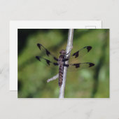 12スポッテッドスキマードラゴンフライ葉書 ポストカード (正面/裏面)